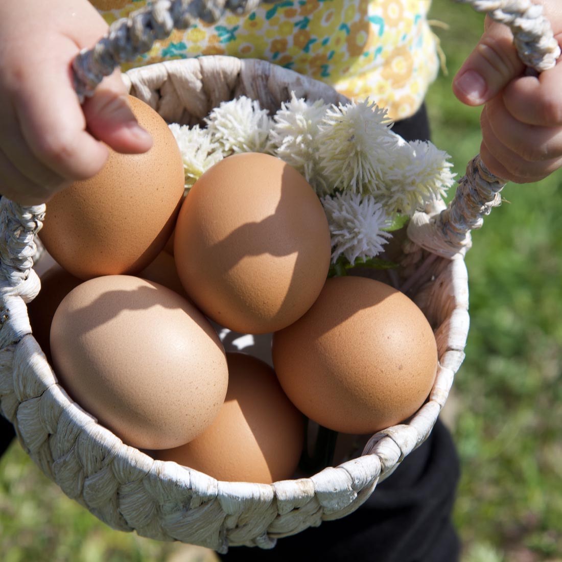 小さなお子様におすすめしたい安心安全な平飼い卵