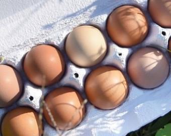 フルーツエッグ