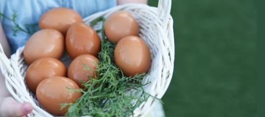 フルーツエッグ